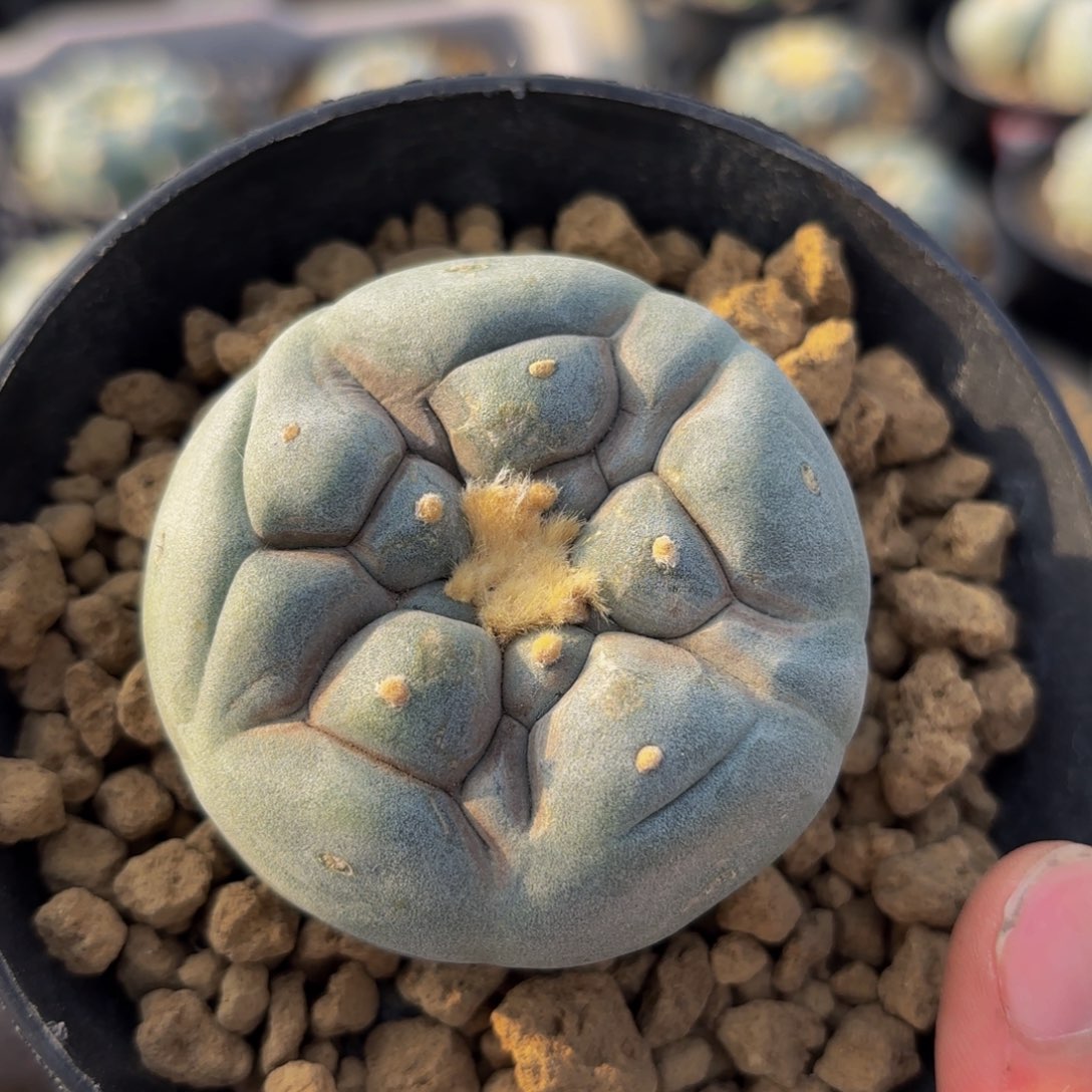 G g g g g g g g g 208