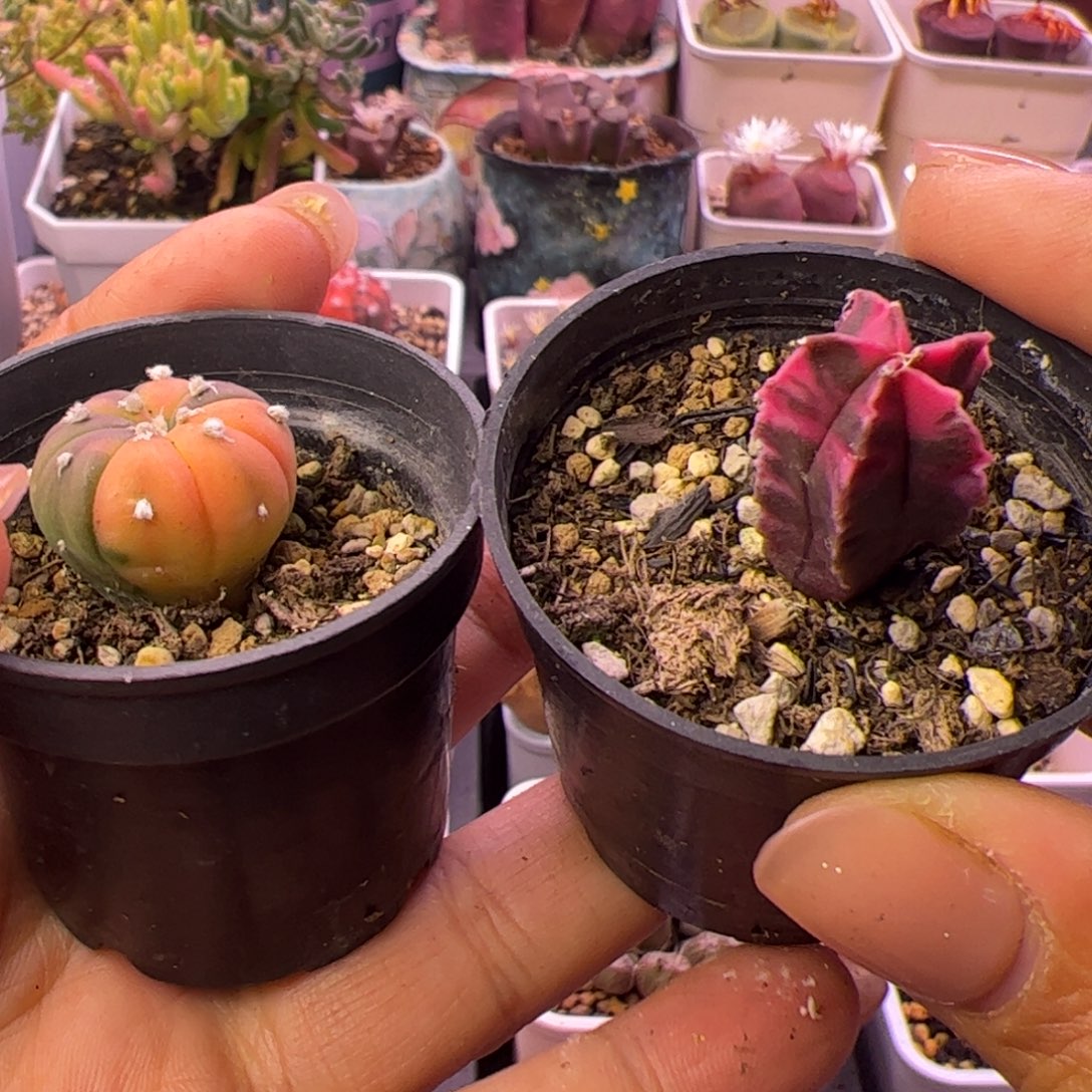 *****多肉植物仙人球兜锦鸾凤玉锦