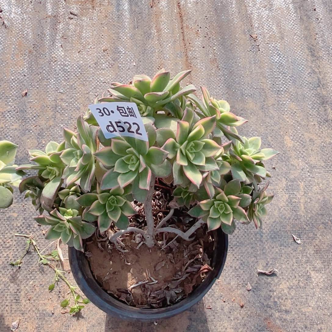 522 艳日灰多肉法师