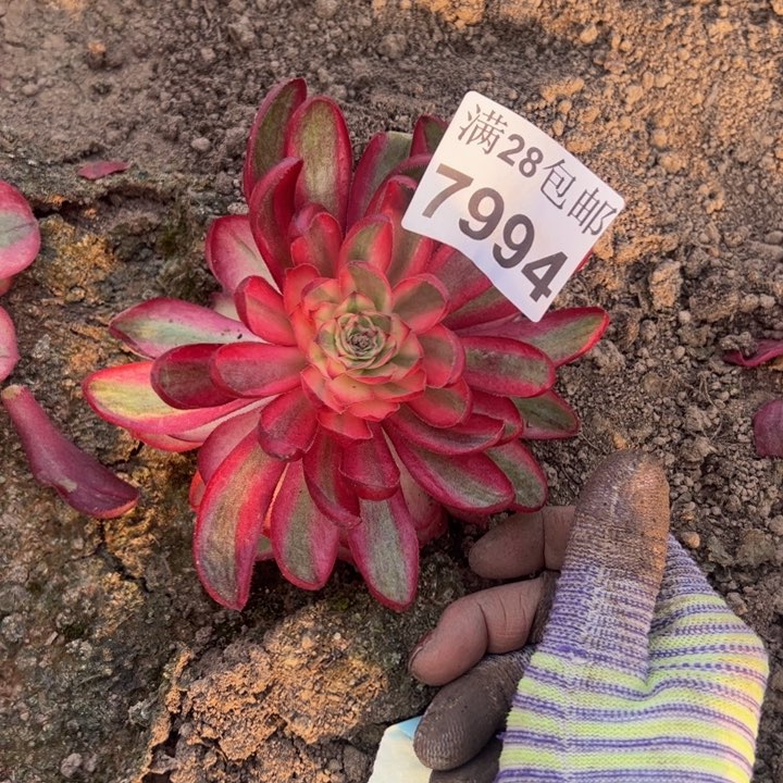 7994南倾城多肉植物