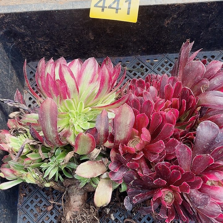 多肉植物福利441