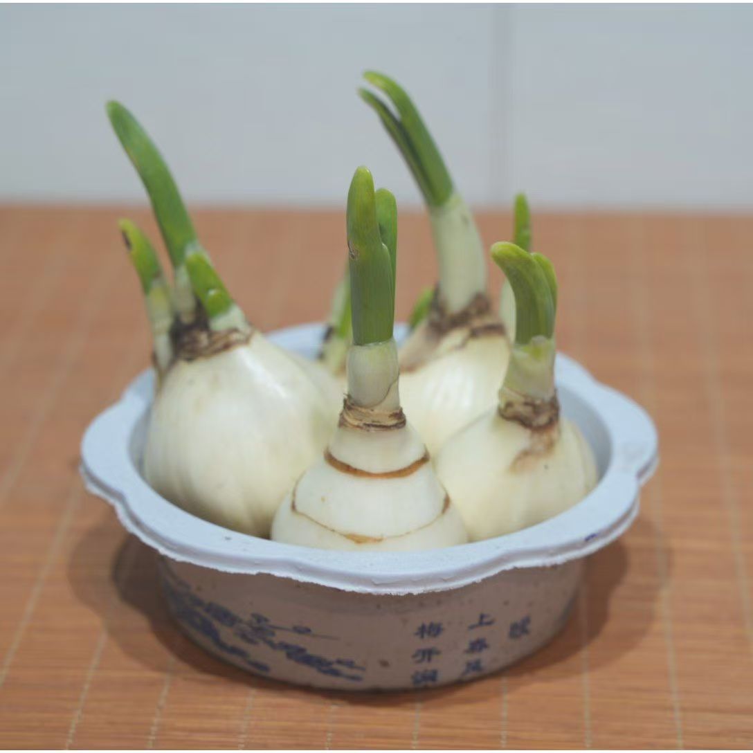 年宵花漳州水仙花盆栽带芽点开花好养水培室内绿植花卉桌面植物