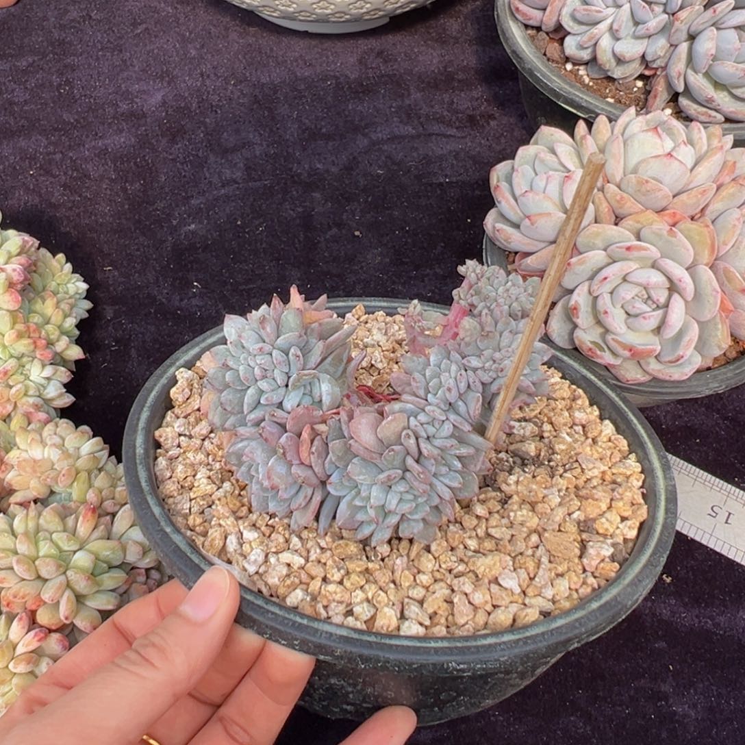 新年快乐 新年快乐