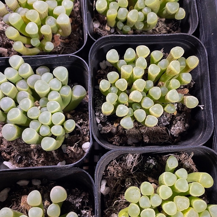 五十铃玉带盆土发货