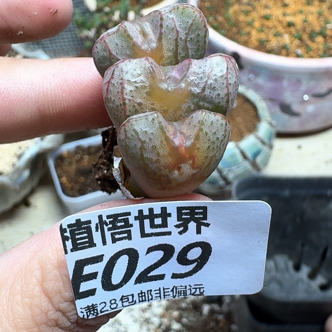 多肉植物是润泽ghjn