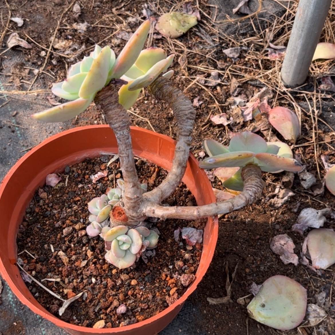 【闪购商品】无花朵红**叶
