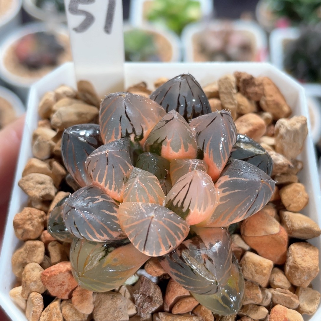 51巨大烈焰之心锦。   