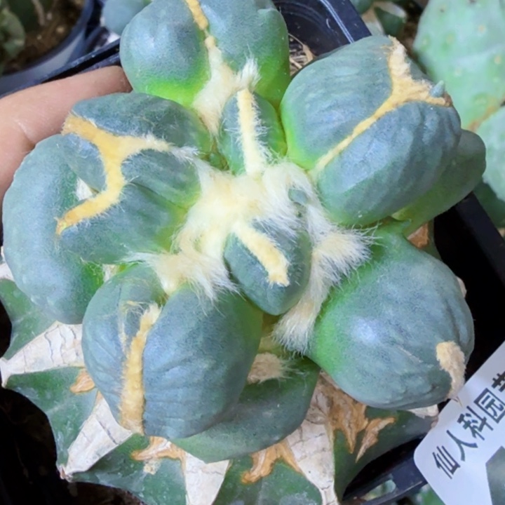 无花朵福利苗接白肌蛋尤485