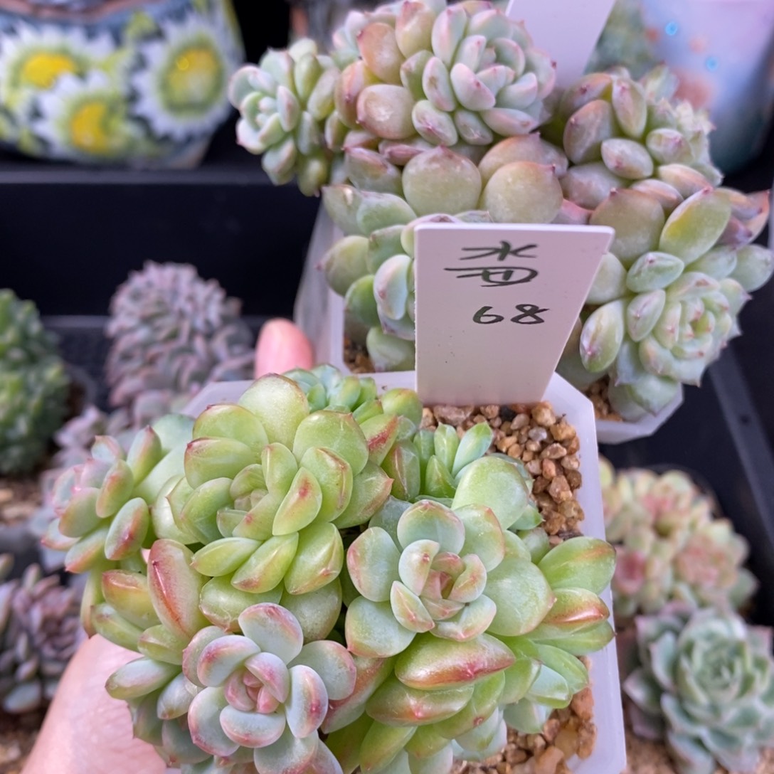 水****水母两颗八头群包邮