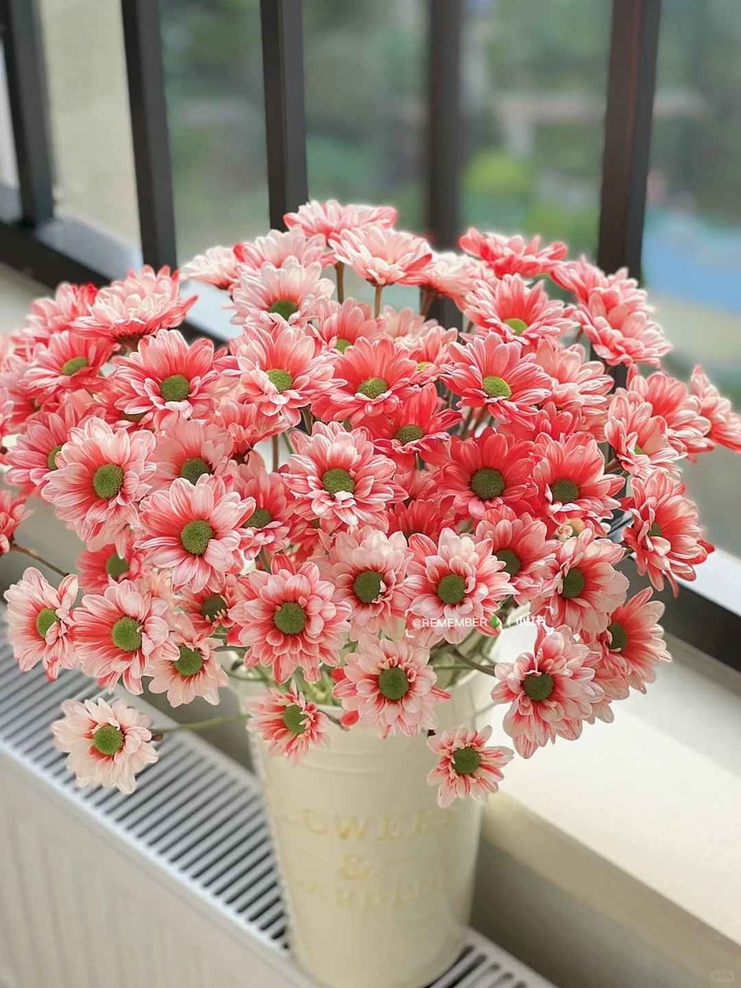 草莓慕斯吸色多头小雏菊（5支）---实物以直播间展示为准