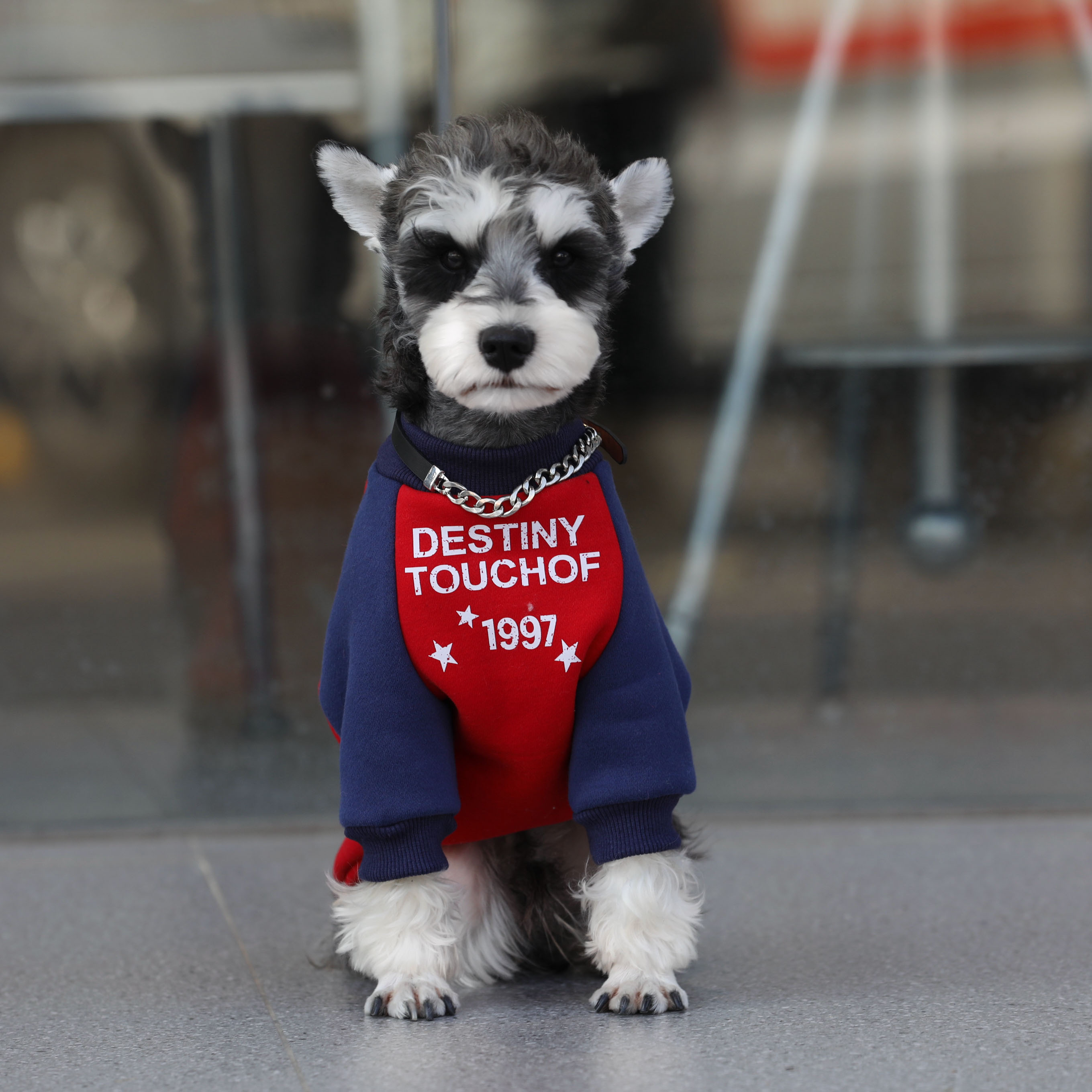 宠物猫狗衣服 秋冬纯棉加绒时尚拼色圆领美式1977卫衣 保暖衣服