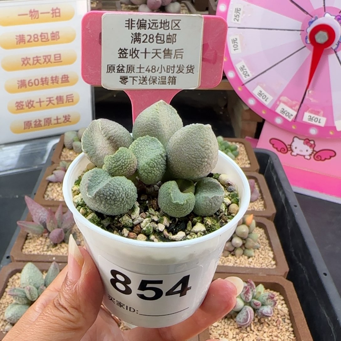 团***团854实生多肉的植物