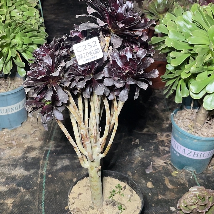 딸****252墨法师多肉法师多肉