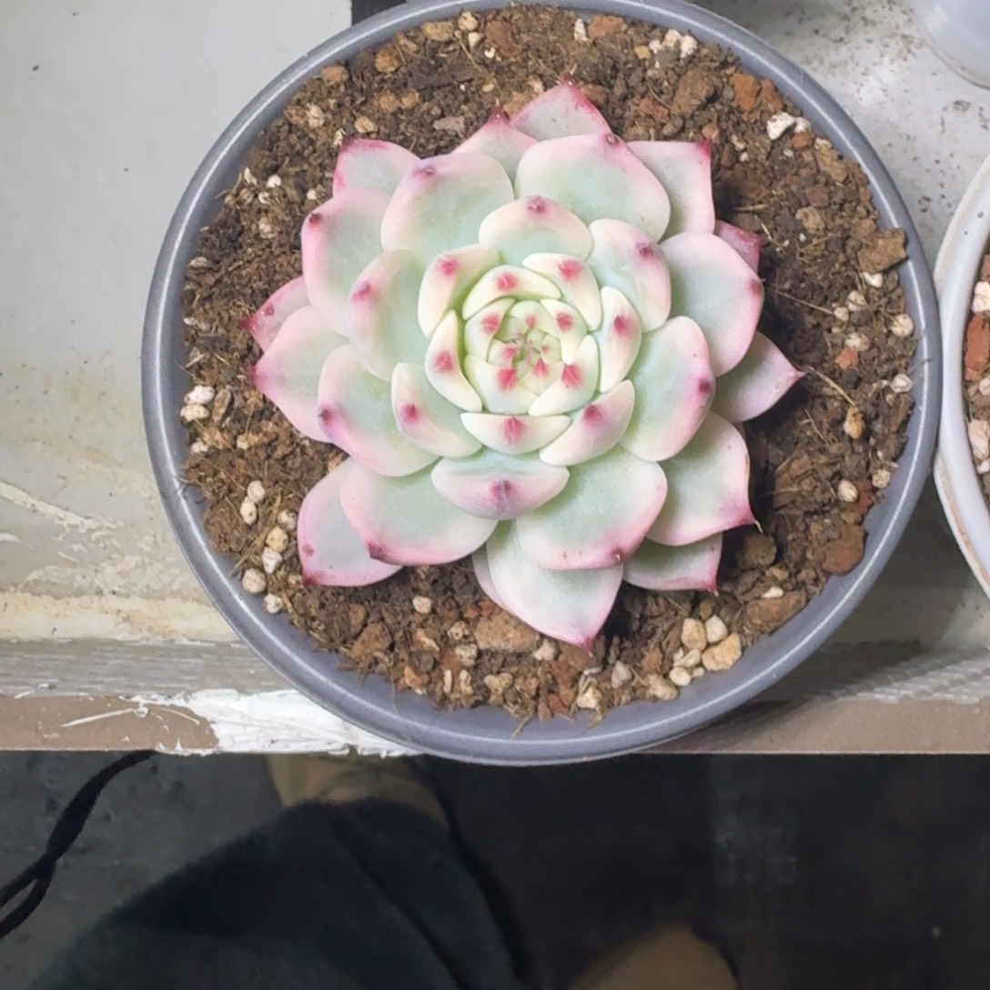 吉娃娃锦 单头 一物一拍