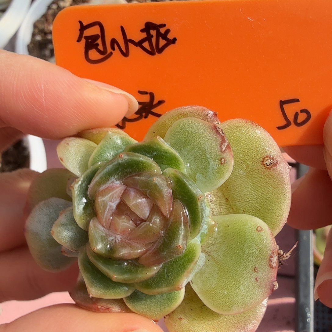 包***抠绿头，多肉植物，珍妮