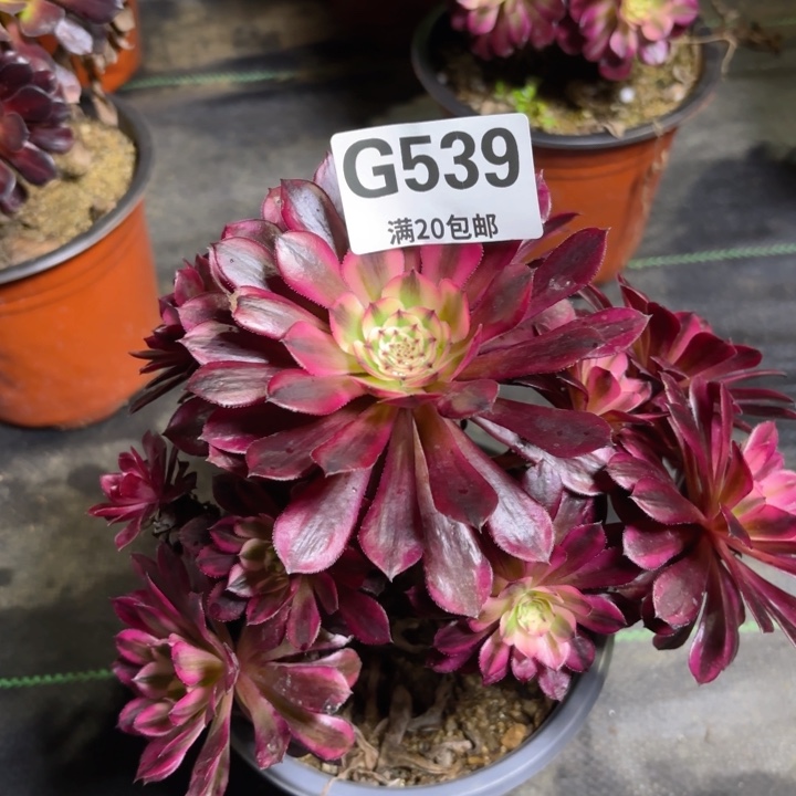 瑞妈多肉1.28.539