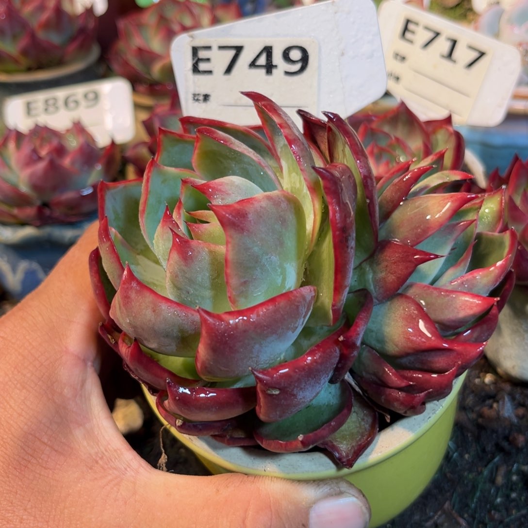 惊鸿一瞥749号多肉