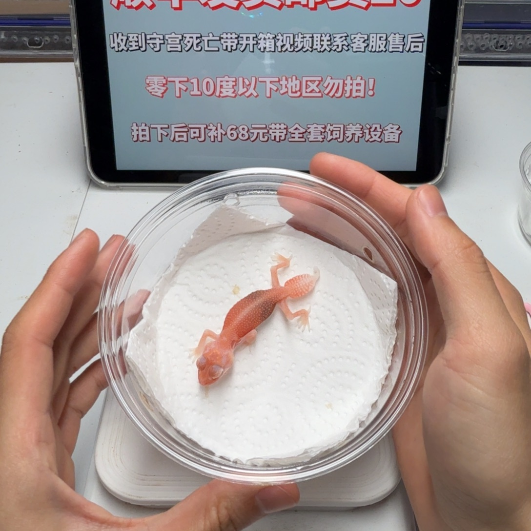 瘤尾守宫小火龙瘤尾