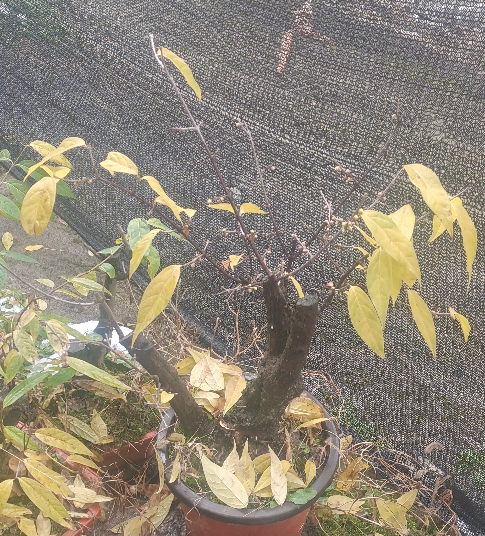 南方腊梅花盆栽盆景