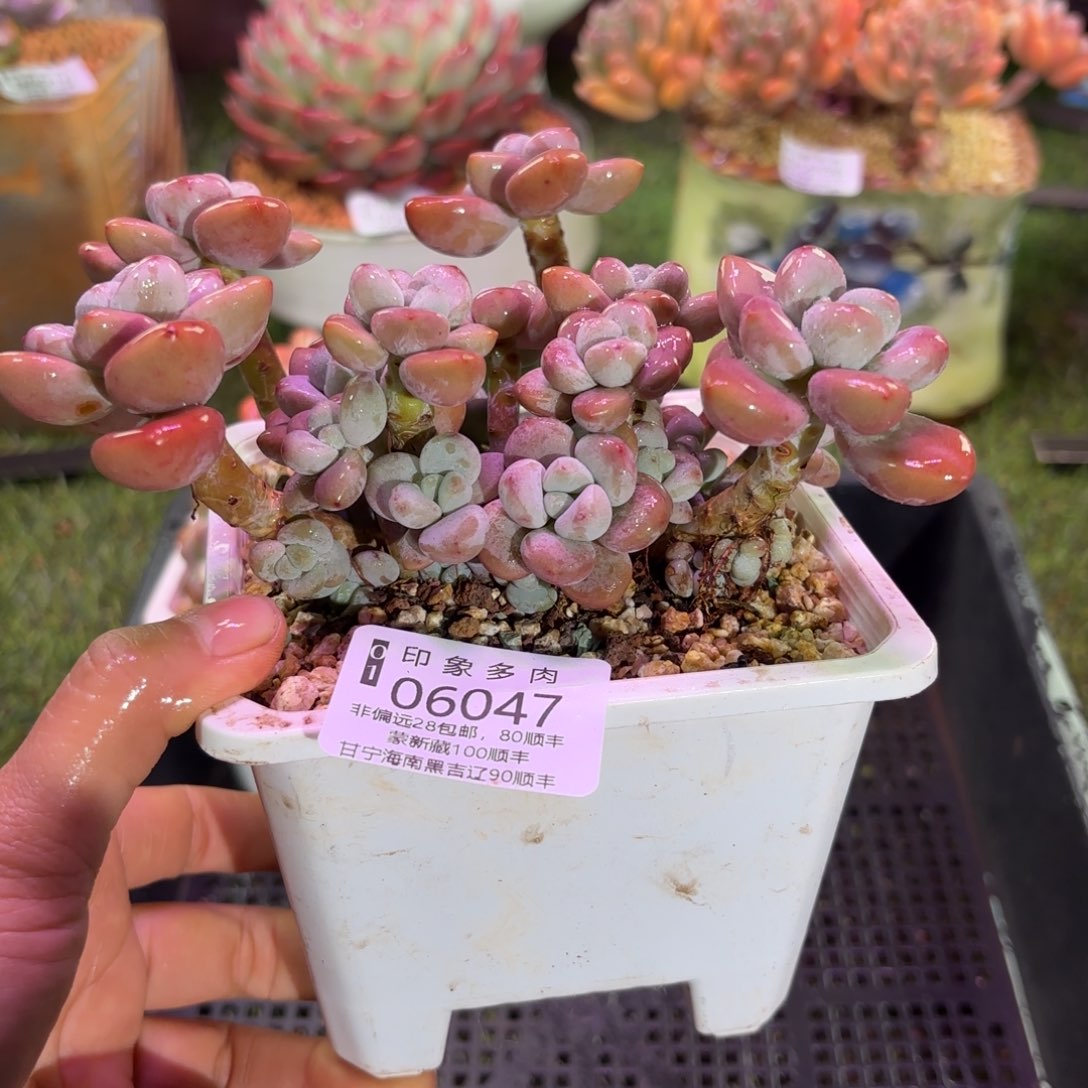 多肉植物06047gfg