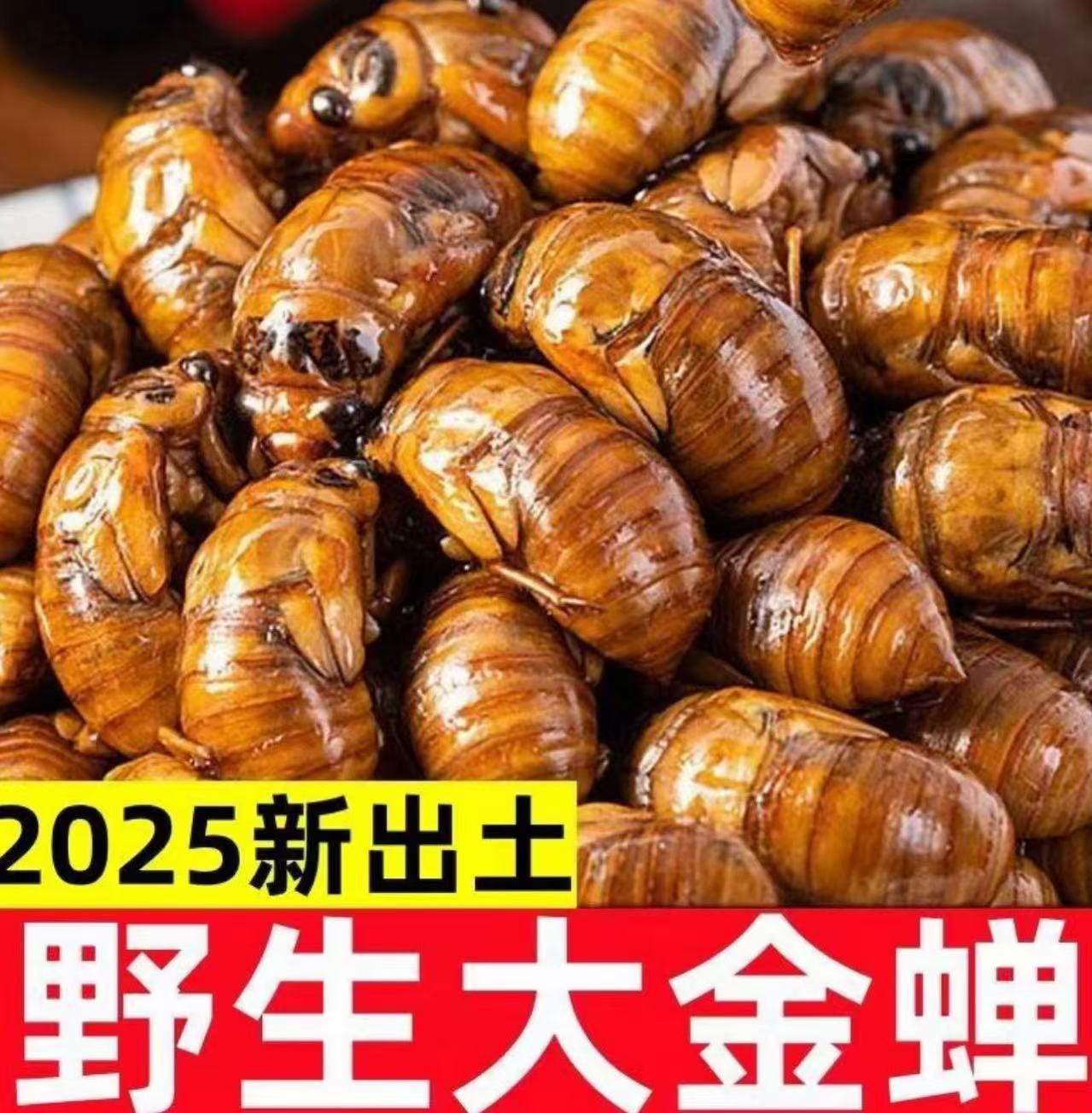 【顺丰/京东冷链直发】新鲜知了猴活体速冻金蝉爬叉结了