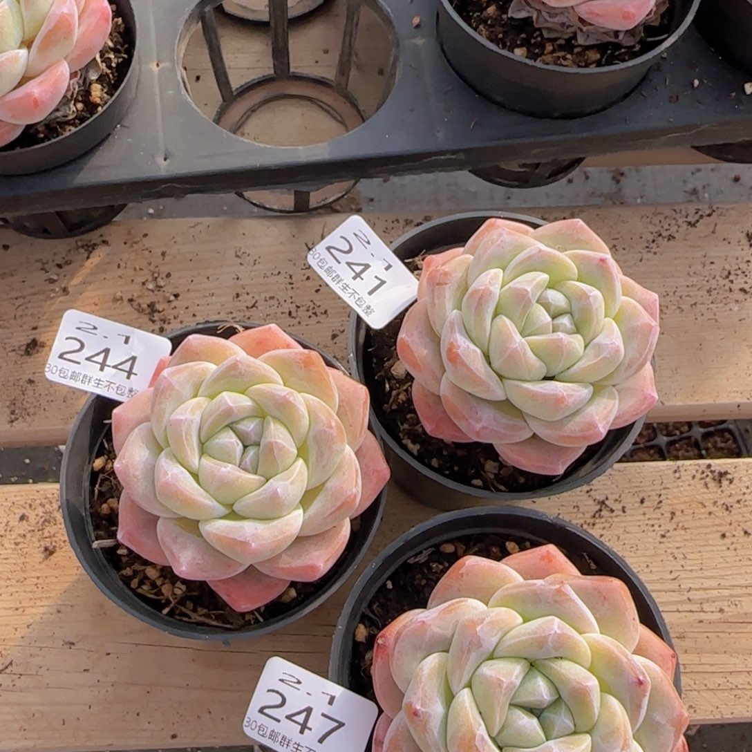 L**玲三颗冰玉老桩单头