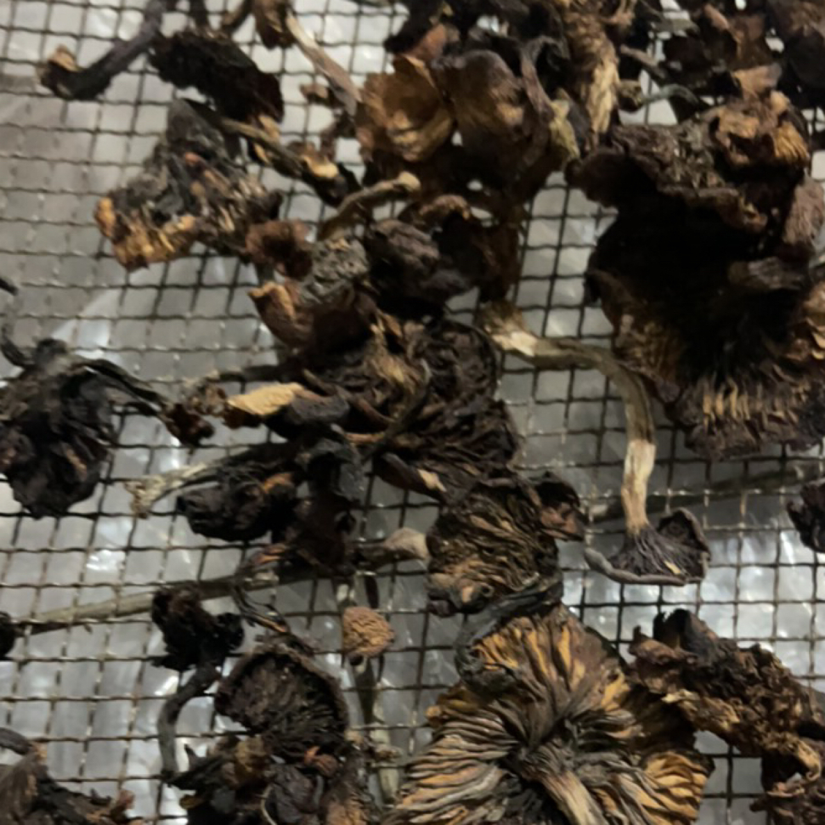 大飞东北野生干榛蘑（黑蘑菇）