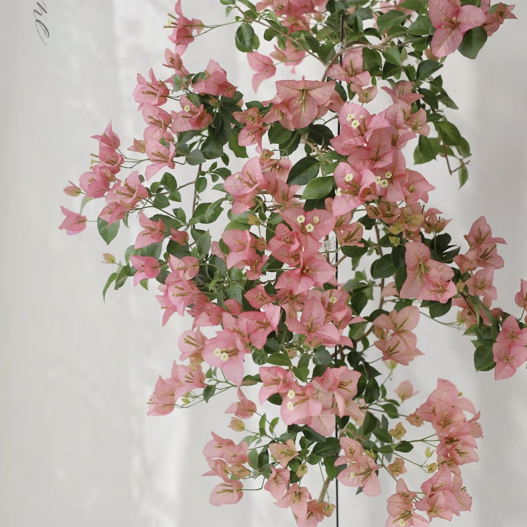 【卡亚塔】四季开花勤花（落花落叶不售后一个月内换盆不售后）哇塞2