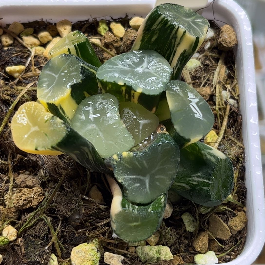 52玉龙万象锦福利专场