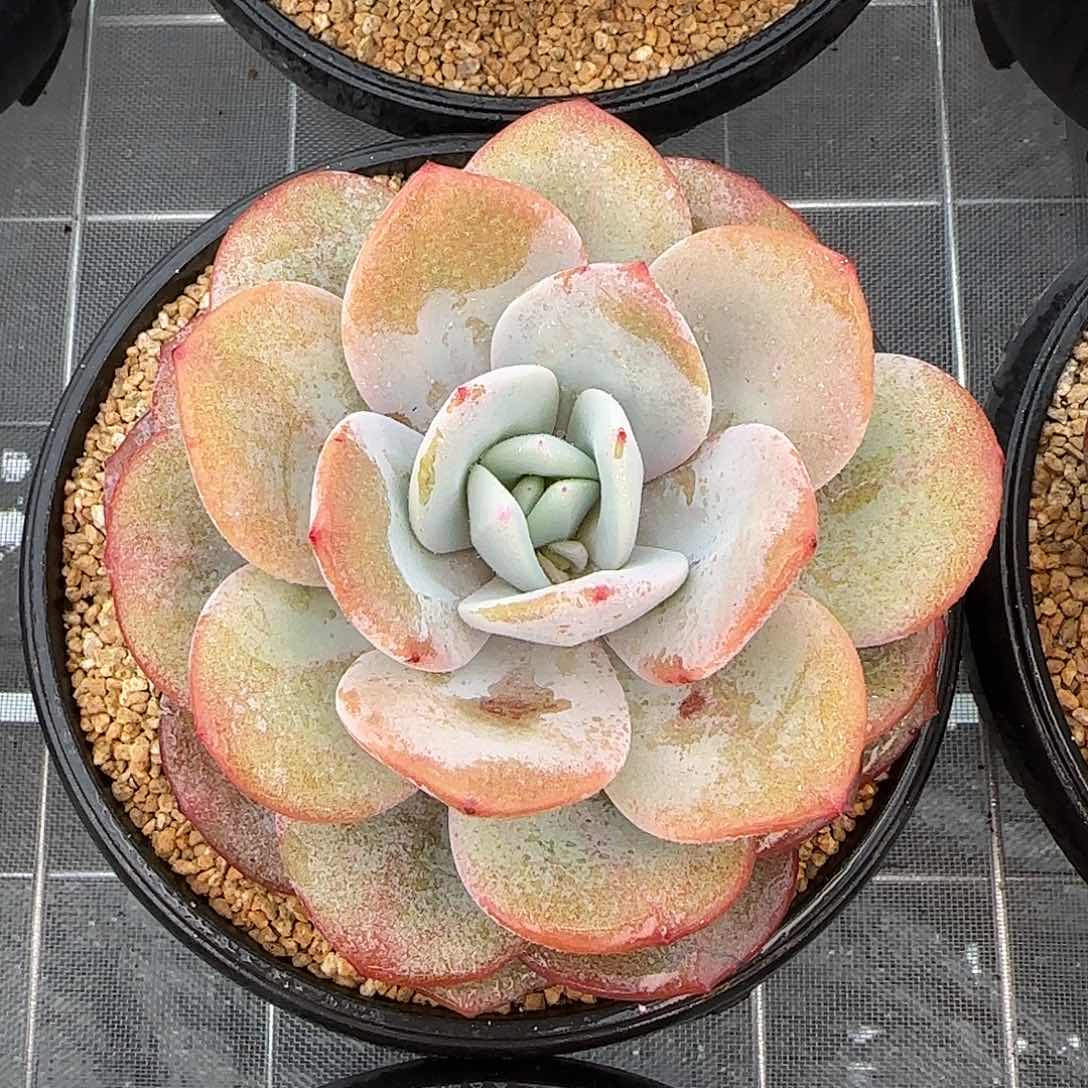 从前慢花园精选奶茶大号