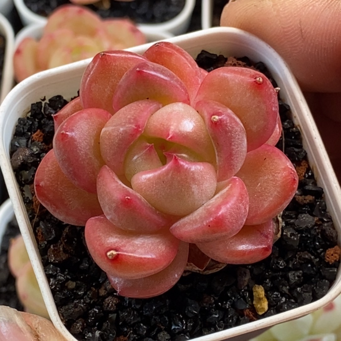 天官赐福百无禁忌