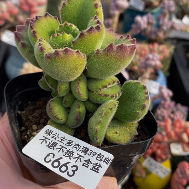 熊童子6cm663多肉植物