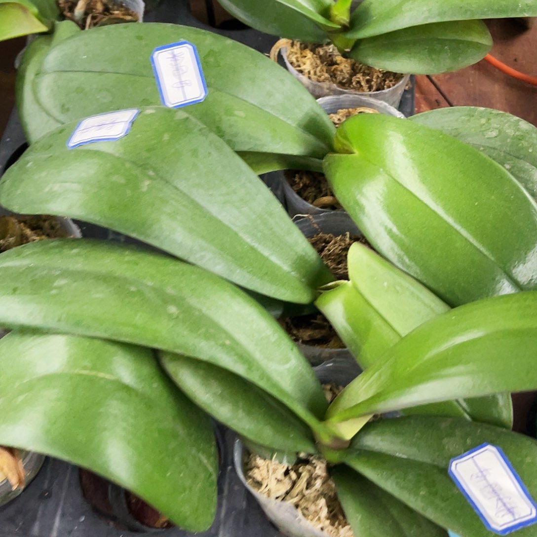 完全开放蝴蝶兰粉冠军2.8