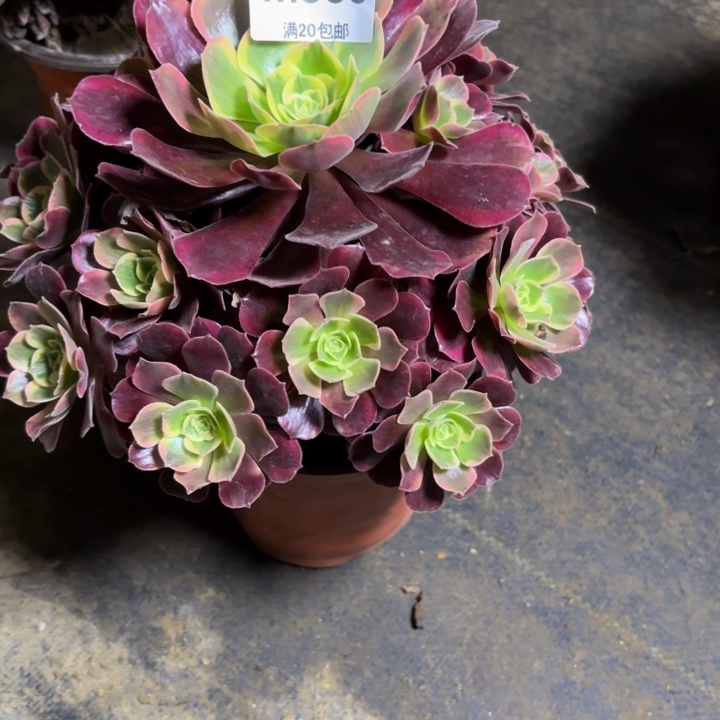 瑞妈，。。。。。。558。凤冠，