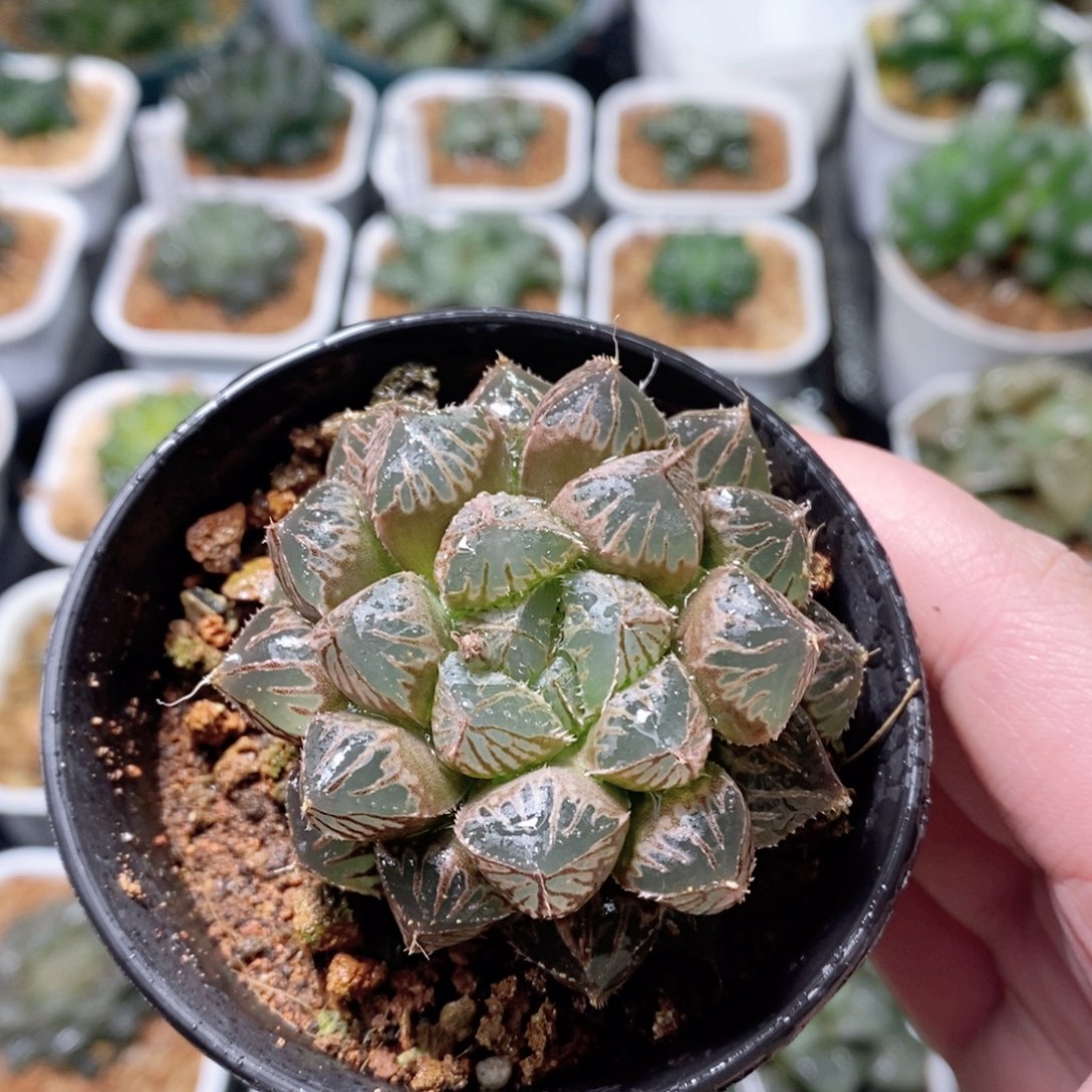 楼兰玉露多肉植物多肉植物