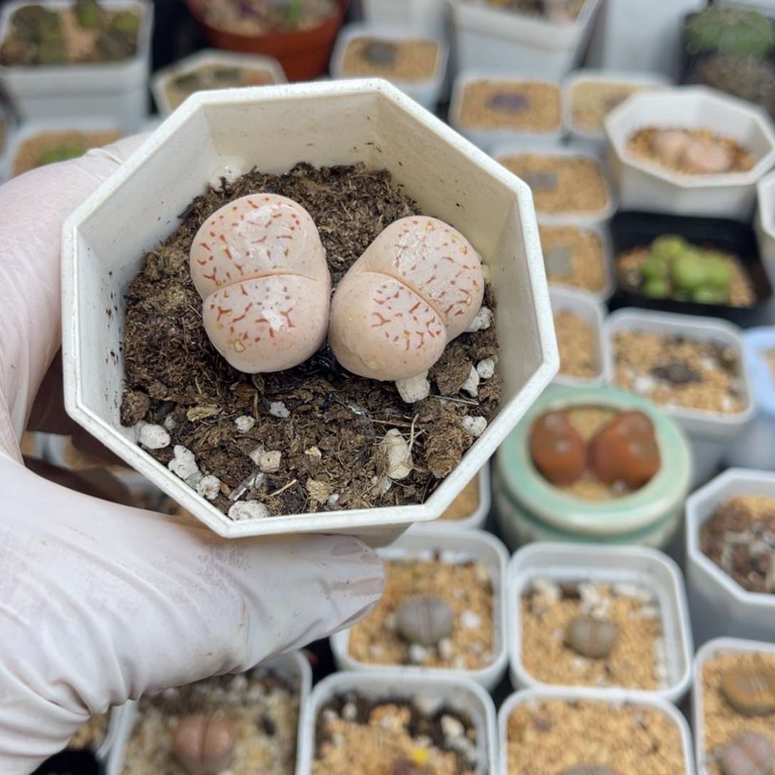 多肉植物一物一拍43