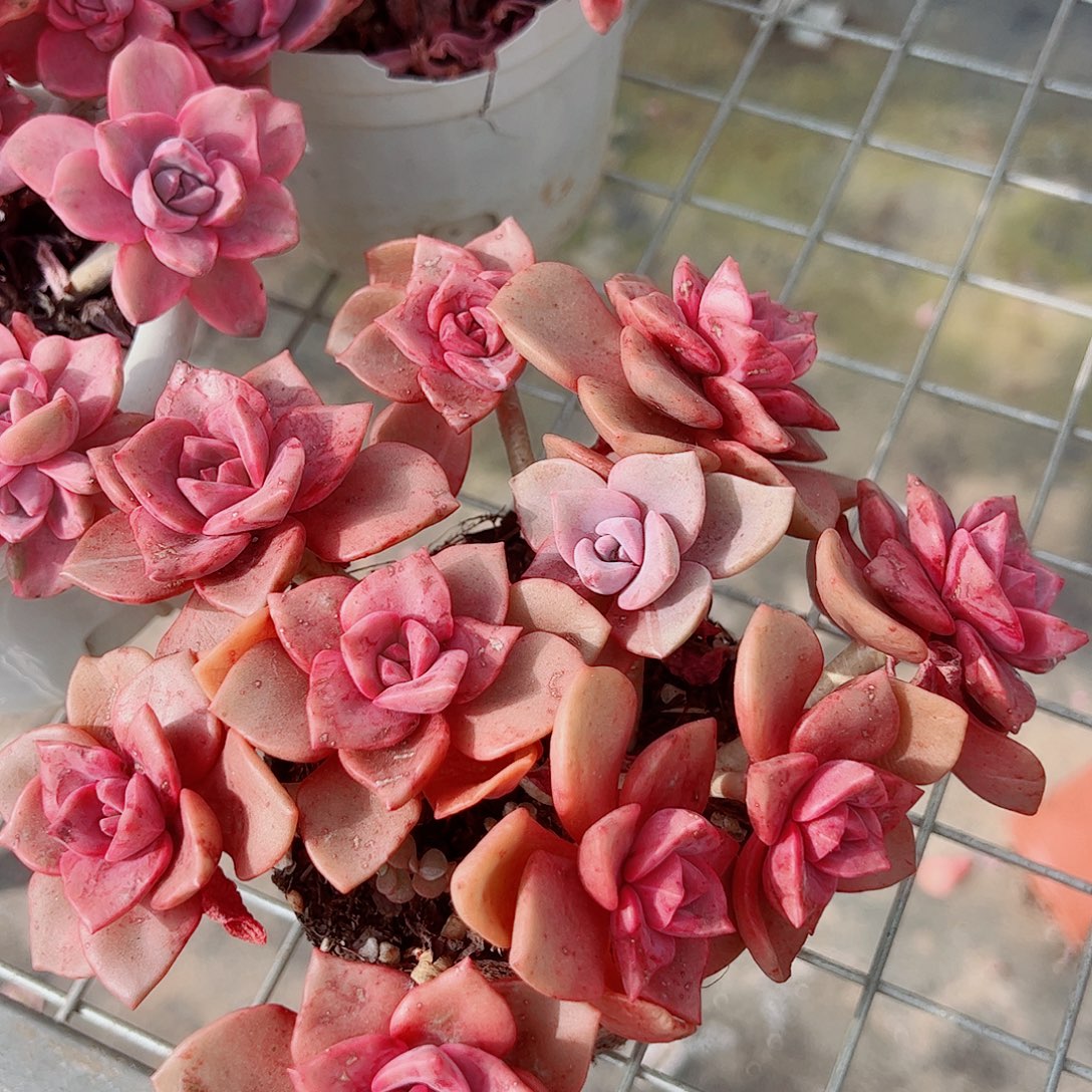 琉璃盏多头群生精品特价