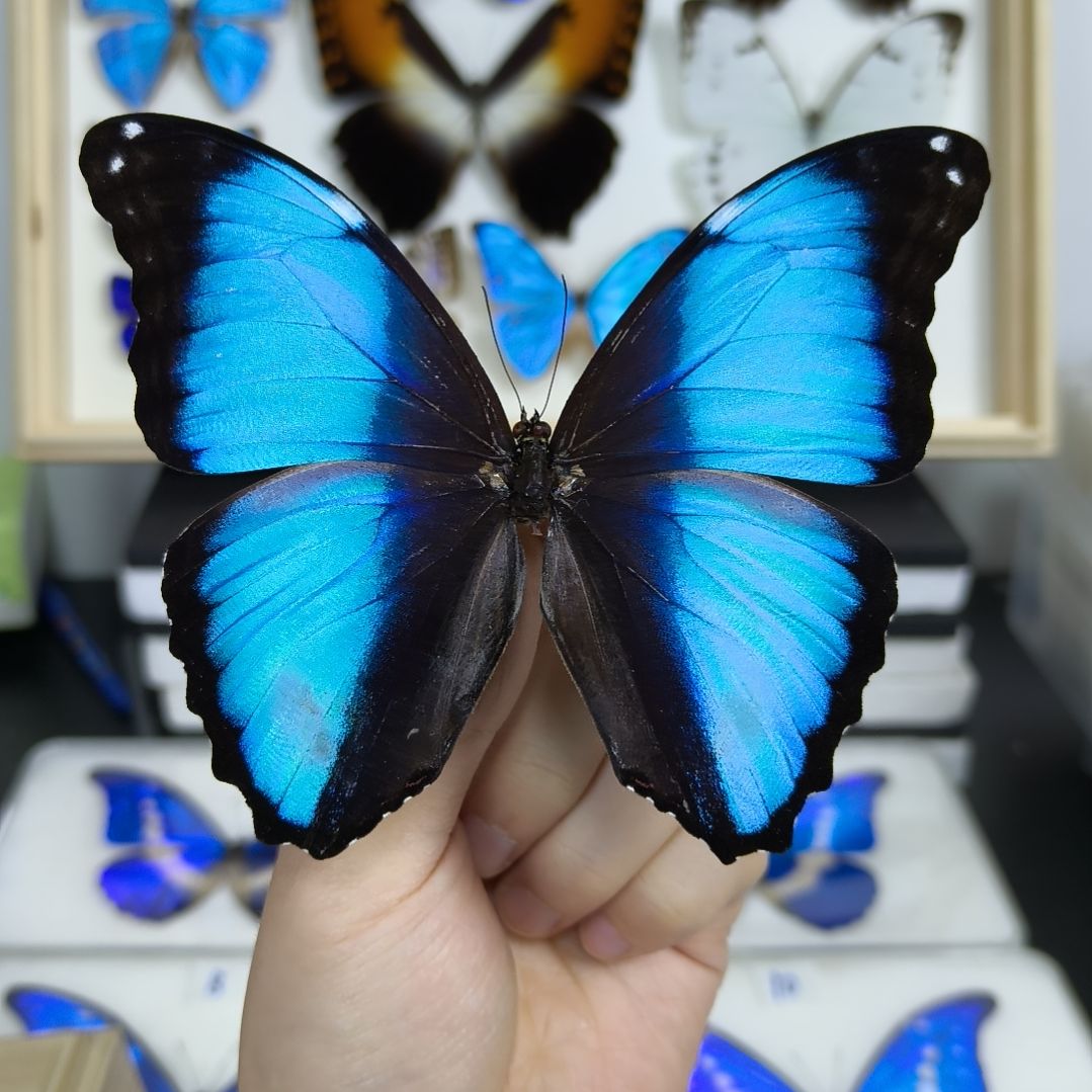 瑶***禾真蝴蝶标本一物一拍