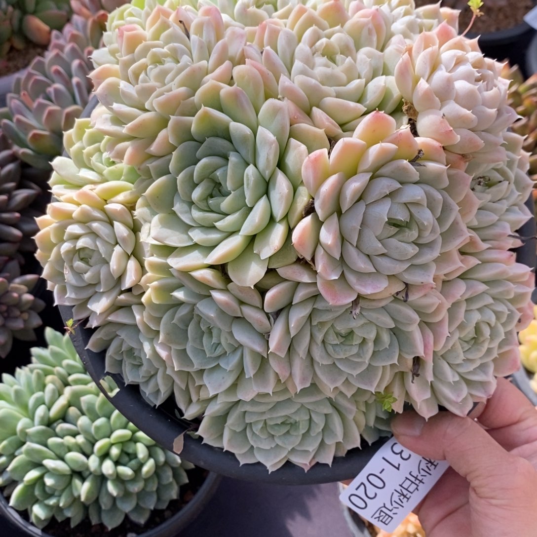 两单包邮1231-20白月影