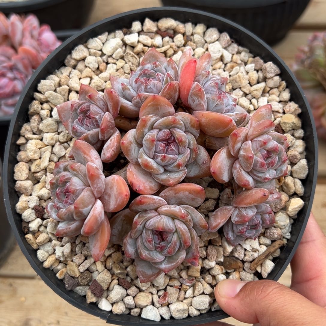 8头绿底紫心哈哈哈哈哈