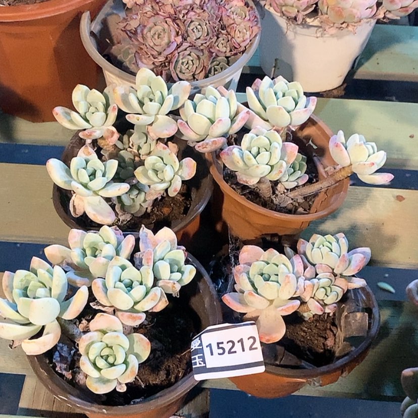 【闪购商品】冷香15212