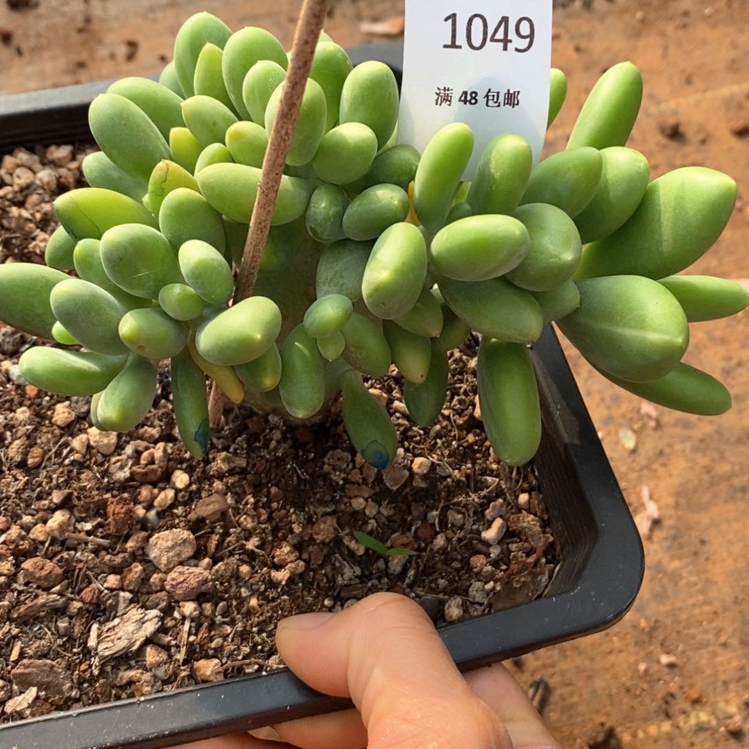 星****?芒果奶缀化多肉多肉049