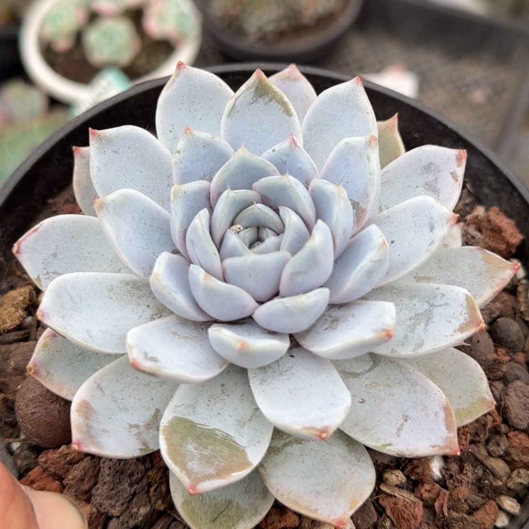 雪兔一物一拍包装收缩花旱