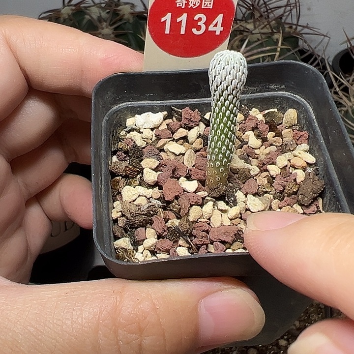 实生精巧丸0.7cm一棵仙人球