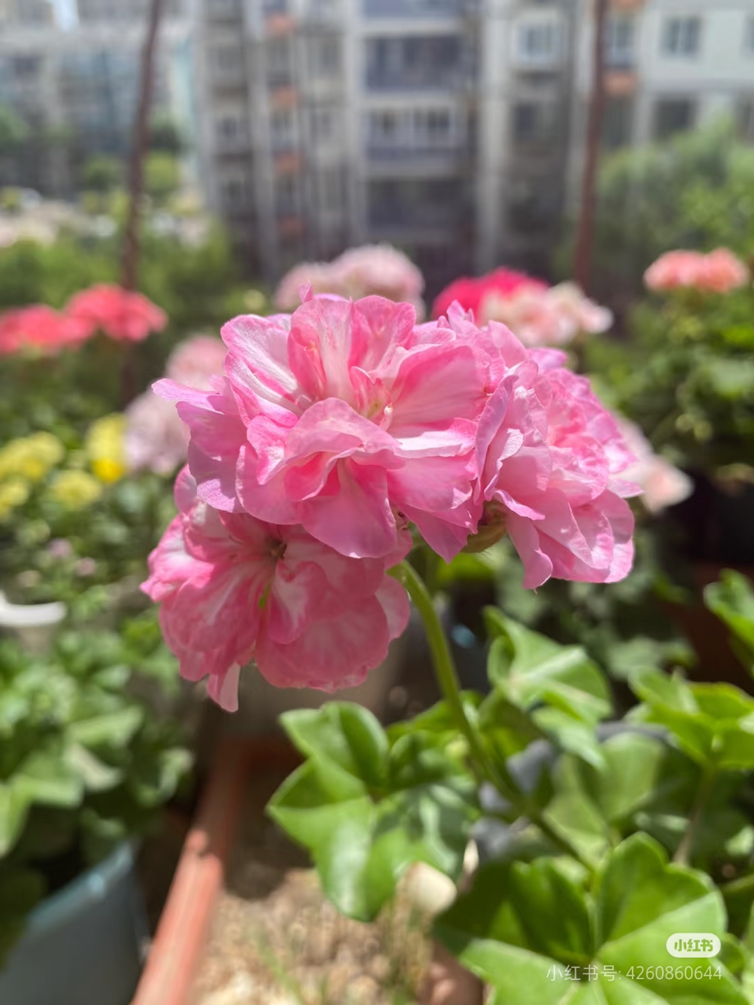 【斑马里】垂吊天竺葵 苗没有售后（零下拍保温冻坏不售后）