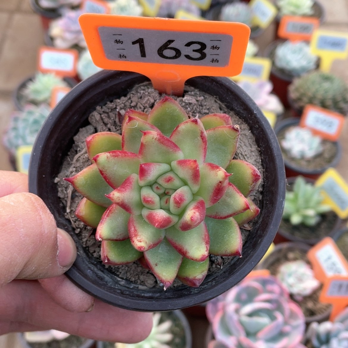 【闪购商品】163号