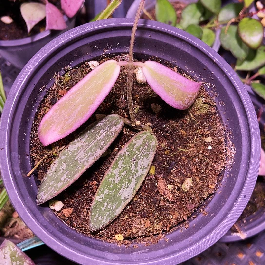 完全开放斑印外锦160