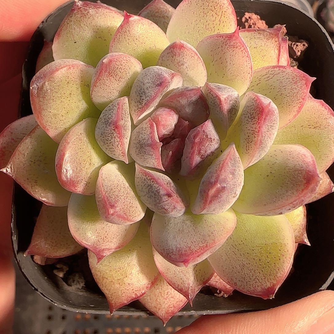 多肉1202-38黑水晶玫瑰
