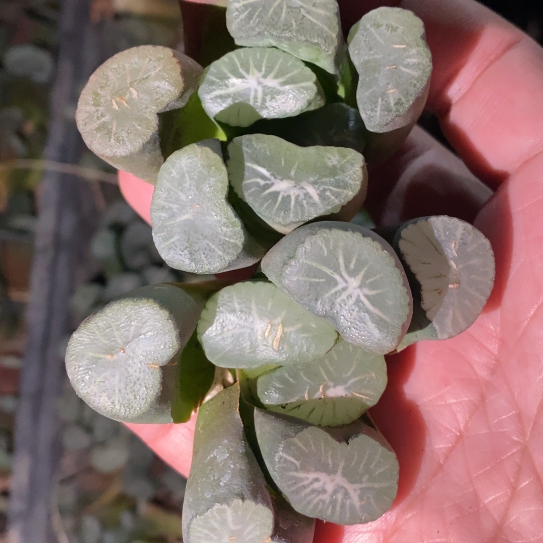 2524 一颗实生超大万象 圣诞整点福利