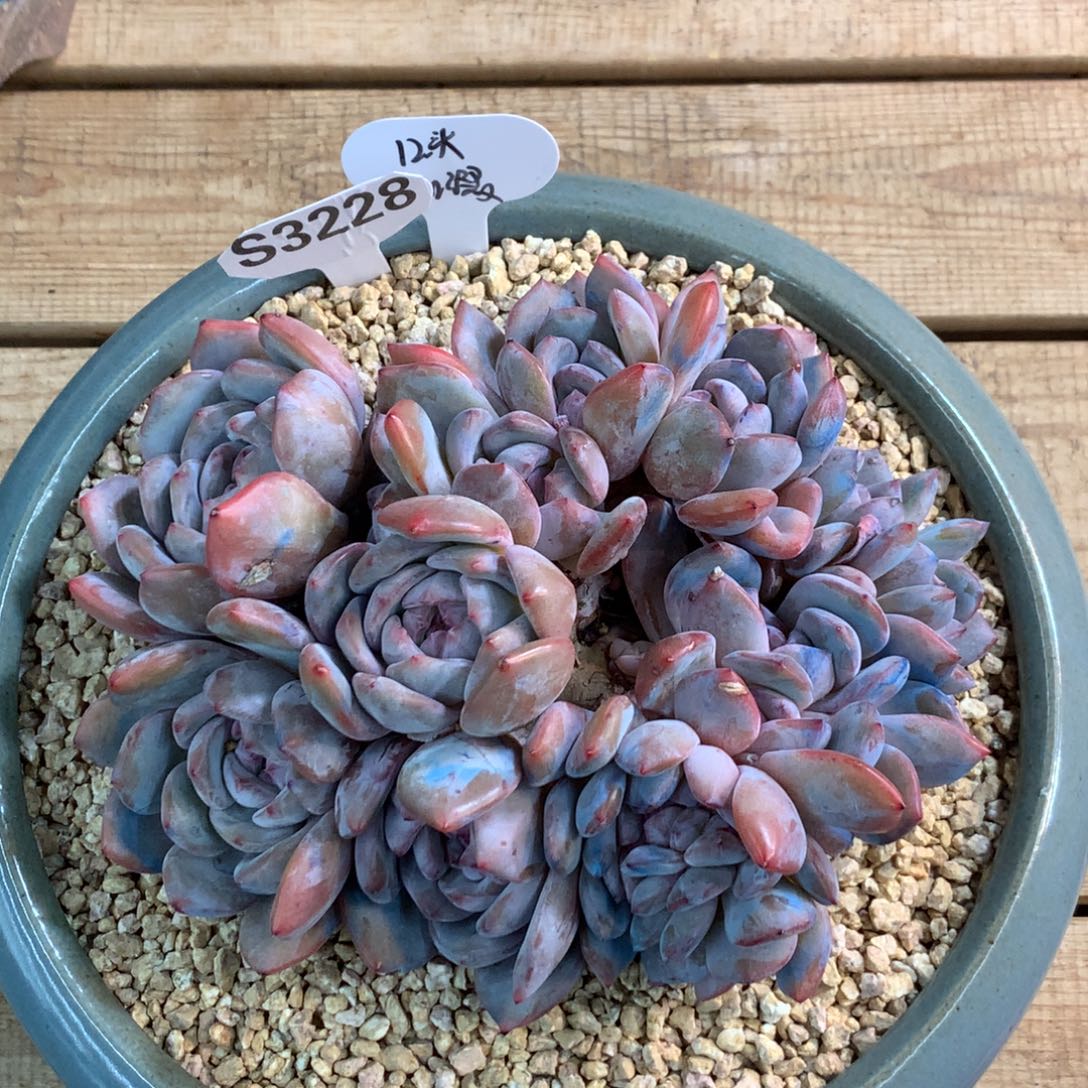 S3228 星影石榴籽 老桩18cm